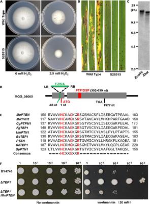 Alternative Splicing of MoPTEN Is Important for Growth and Pathogenesis in Magnaporthe oryzae